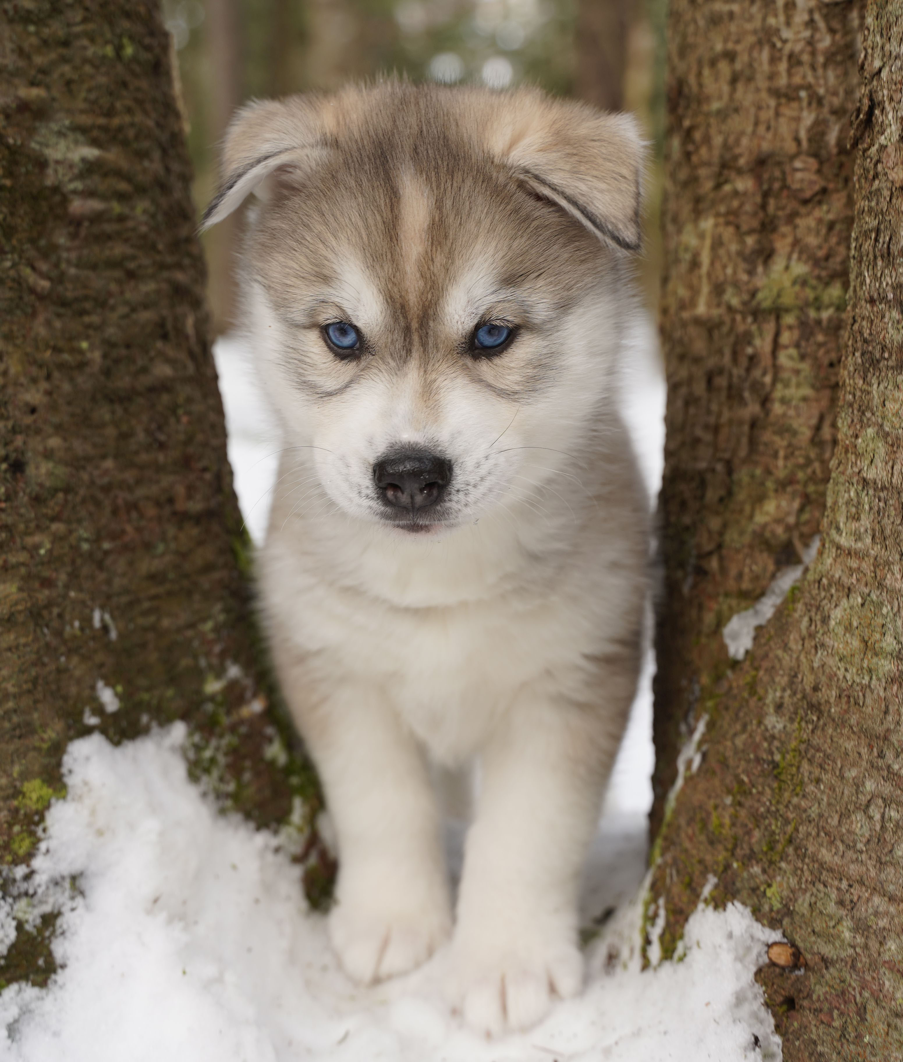 light brown, blue edyed husky puppy in between 2 trees during winter